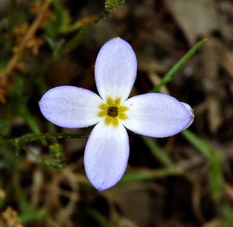 {Houstonia caerulea}
